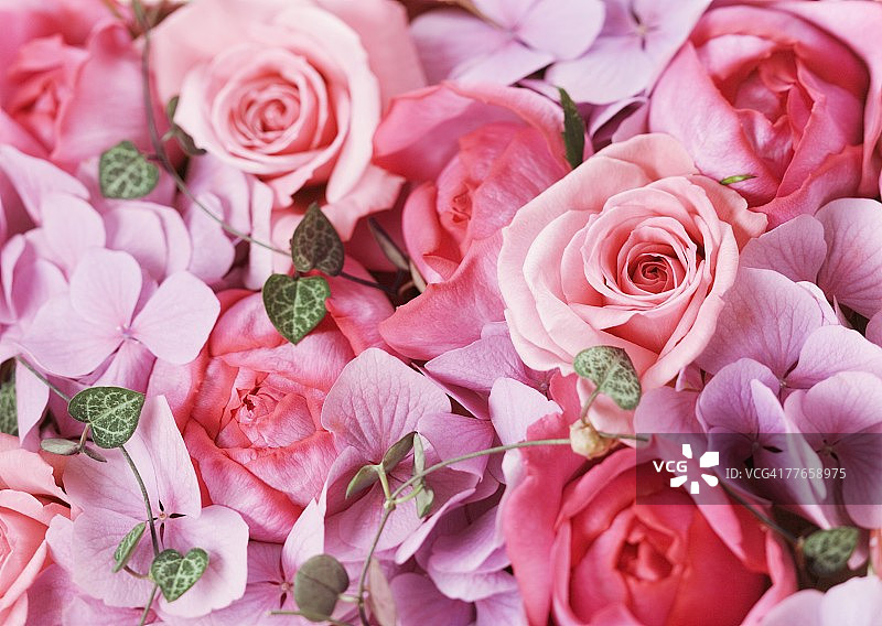玫瑰和绣球花图片素材