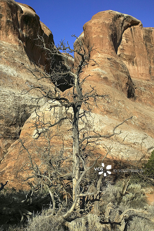拱门国家公园的岩层和枯树图片素材