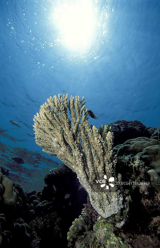 在海洋珊瑚礁边游泳的鱼图片素材