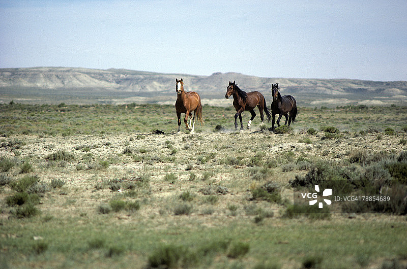 穿越美国怀俄明州草原的野马(马科)图片素材