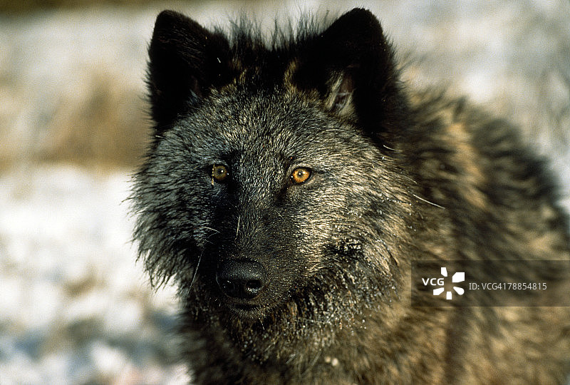 灰太狼(Canis lupus)图片素材