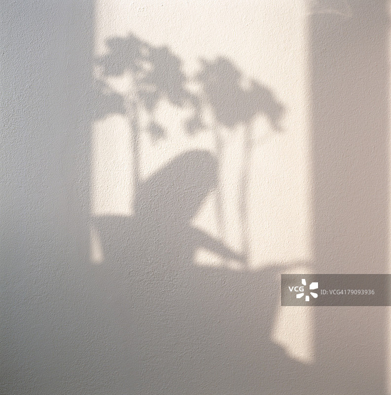 墙上植物的影子。图片素材