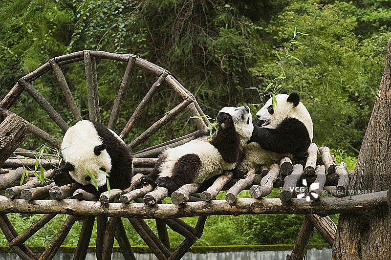 三只熊猫坐在一个木制平台上图片素材