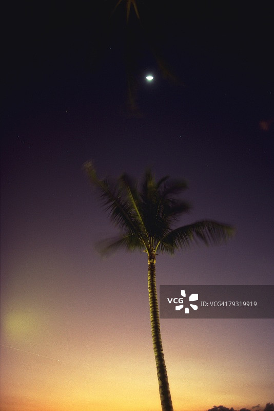 棕榈树和月亮，低角度的观点图片素材
