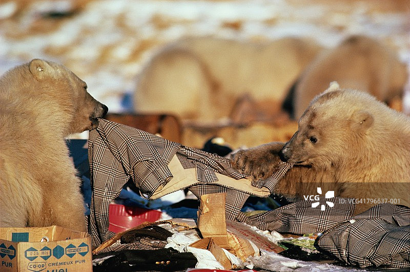 北极熊在垃圾堆里觅食，加拿大图片素材