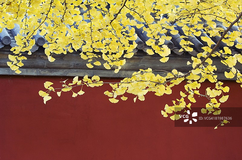 北京，中国，亚洲，日坛公园，黄秋叶靠着一堵红墙图片素材