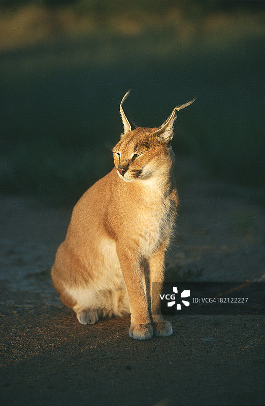 黄昏时的山猫肖像。南非北部省卡帕马私人保护区。图片素材