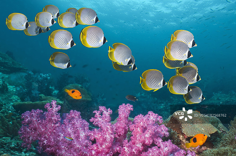 熊猫蝴蝶鱼在珊瑚礁上成群游动。图片素材