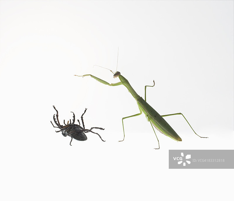 螳螂和牡鹿甲虫图片素材