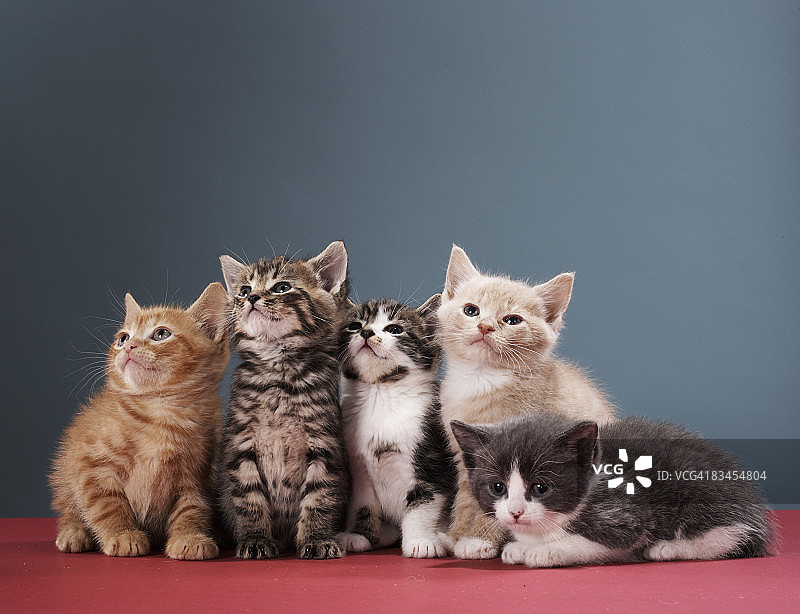 一群小猫的肖像图片素材