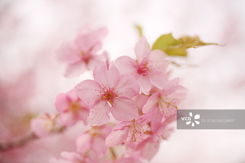 日本，日本樱桃，特写图片素材