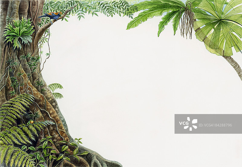 热带雨林的插图，鸟栖息在树枝上图片素材