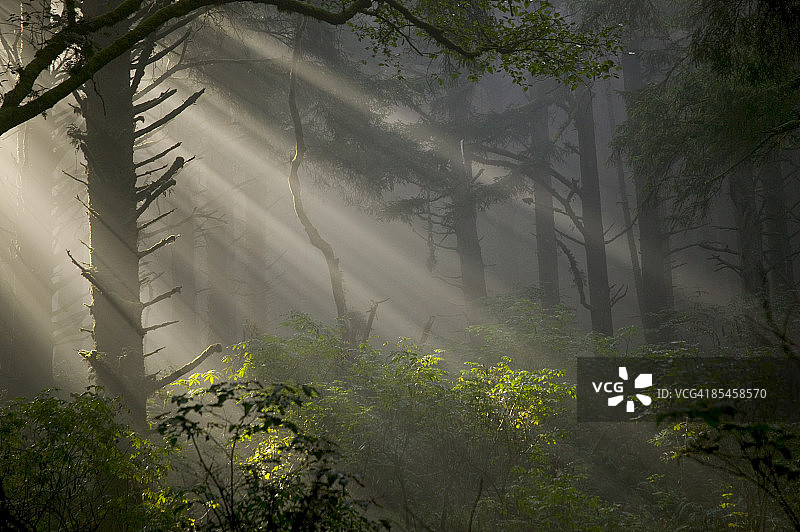 阳光穿过锡特卡云杉森林图片素材
