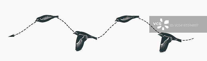 黑白两色的椭圆翅膀鸟类的飞行编队图，显示出有效的起伏翅膀图案图片素材
