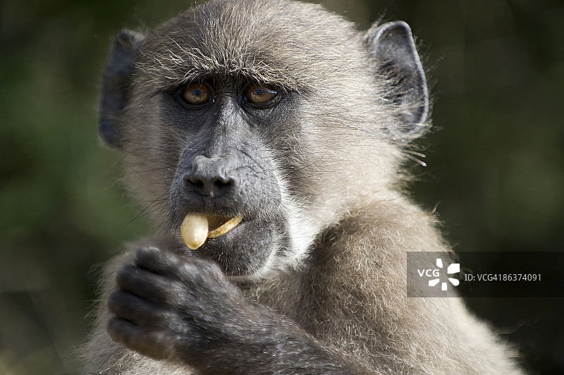 狒狒吃坚果图片素材