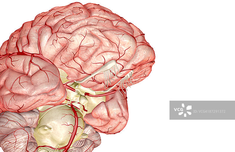 大脑的动脉图片素材