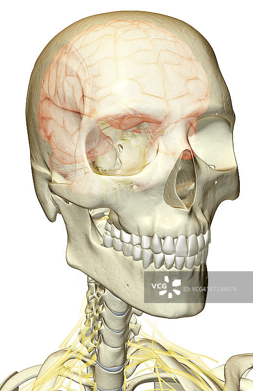 头颈部的神经支配图片素材