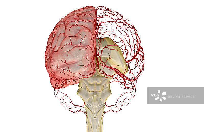 大脑的动脉图片素材