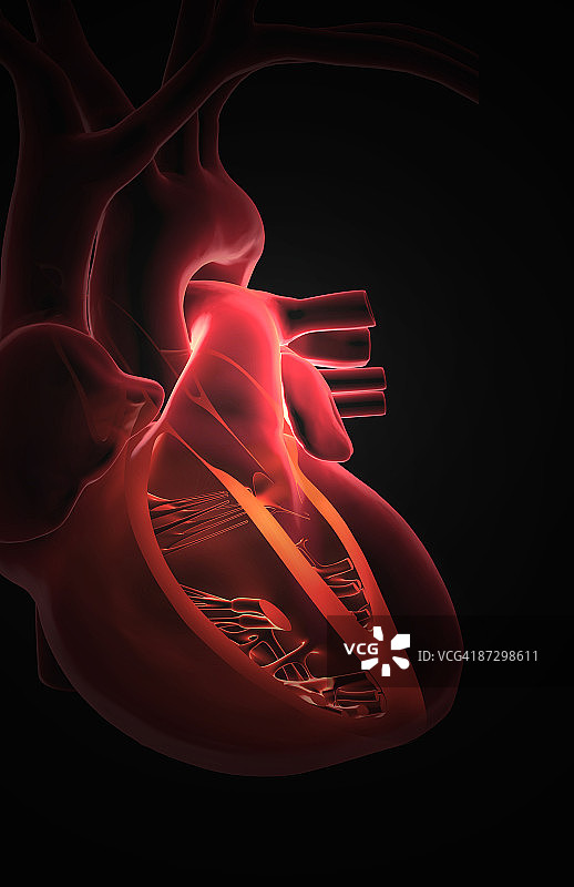 心脏的断层解剖学图片素材