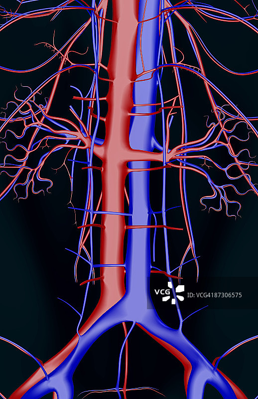 腰椎的血管图片素材