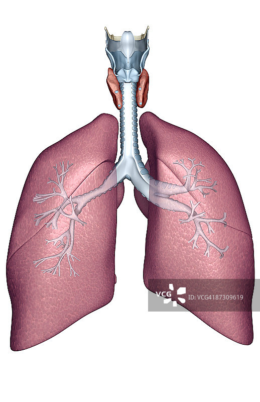 呼吸系统图片素材