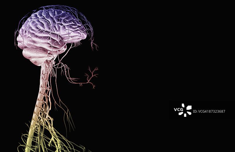 脑神经头部和颈部的大脑和神经图片素材