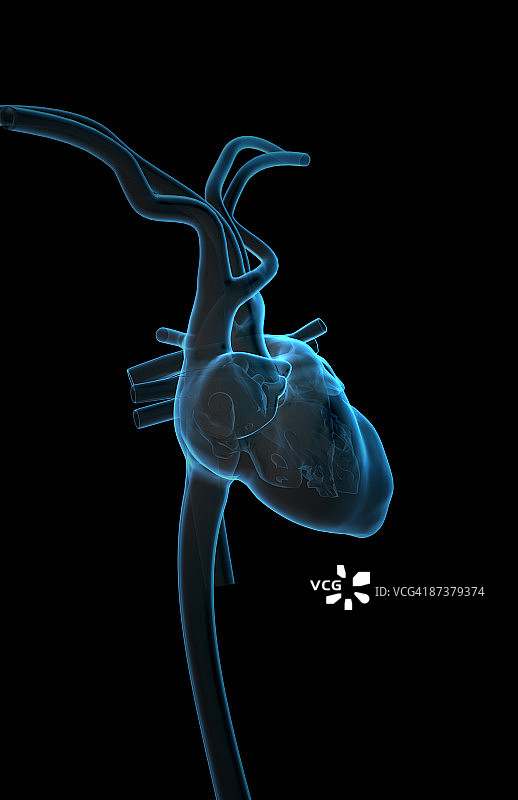 心脏和主要血管图片素材