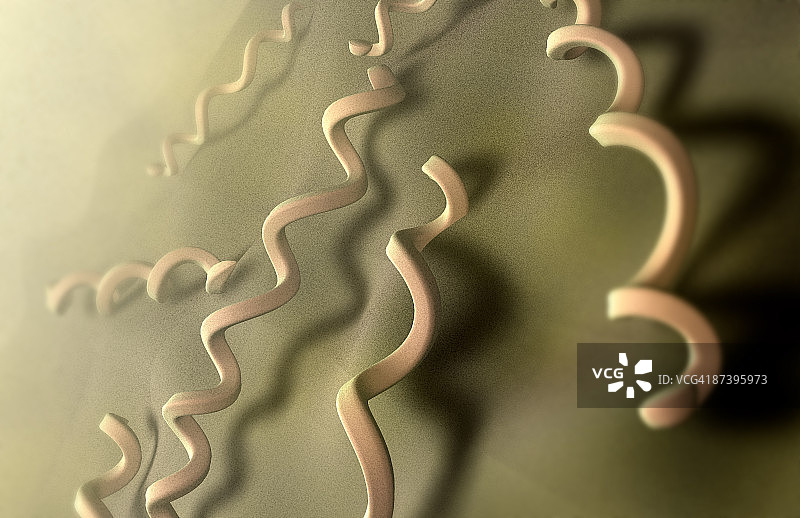 梅毒螺旋体图片素材