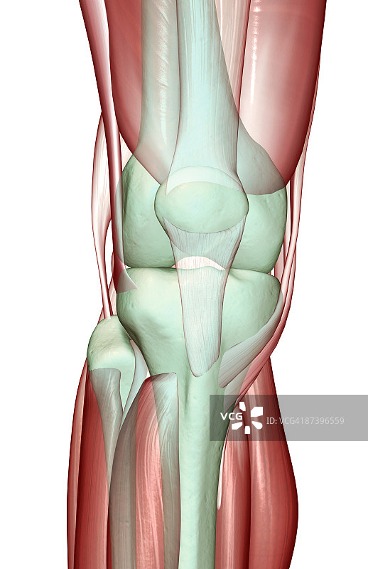 膝关节的肌肉骨骼图片素材