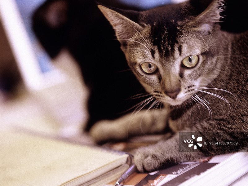 苏格兰折叠猫坐在书旁边图片素材