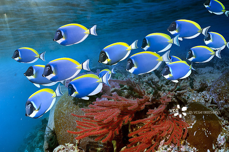 深蓝色的热带鱼的一种图片素材