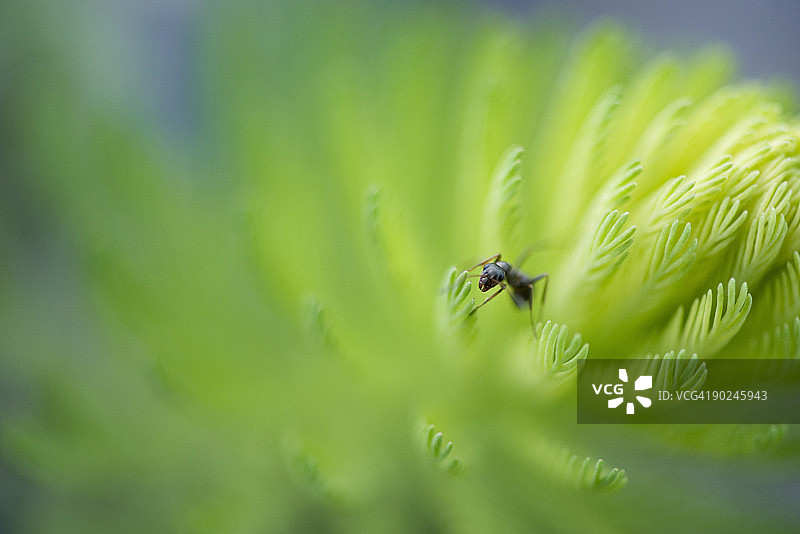 栖息在针叶树枝条顶端的阿根廷蚂蚁图片素材