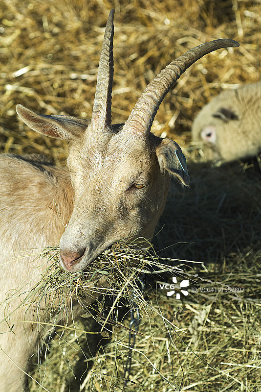 山羊吃干草，绵羊在后面图片素材