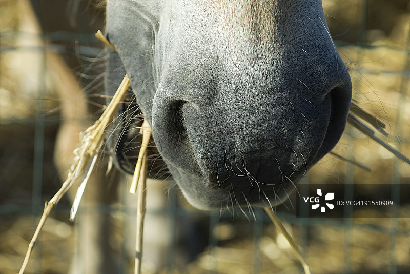 马在吃稻草，特写镜头图片素材