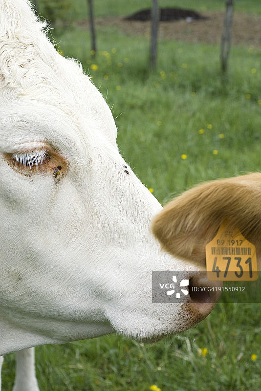 白牛用鼻子蹭着另一头牛的带标记的耳朵，被剪短了图片素材