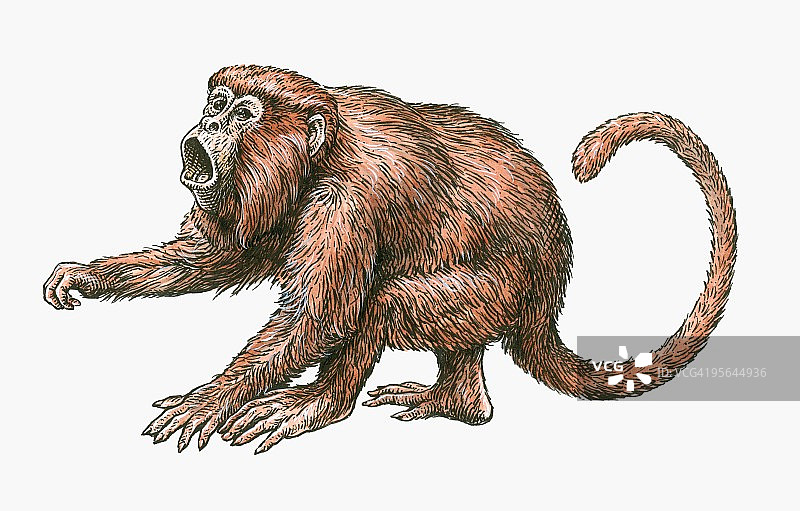 攻击性雄性红吼猴(Alouatta Seniculus)插图图片素材