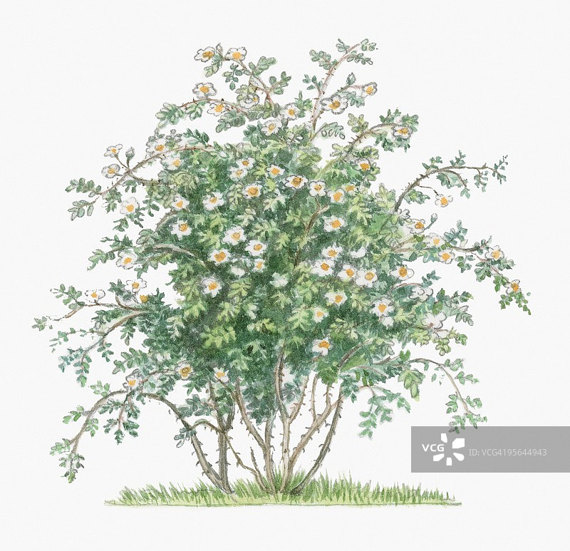 蔷薇(Rosa Arvensis)，高茎上有大量的白花和绿叶图片素材