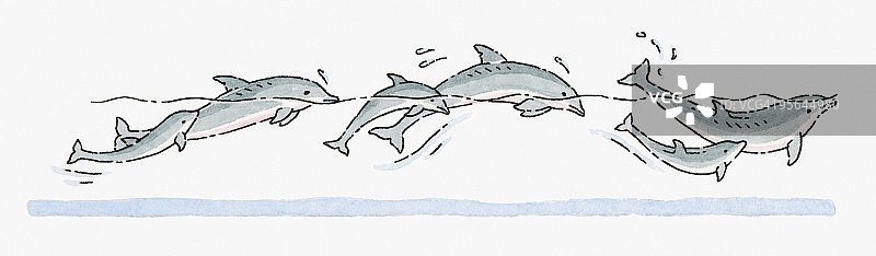 成年海豚和幼海豚游泳的图片图片素材