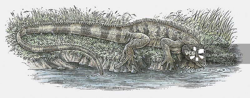 鬣蜥在水边饮水的插图图片素材