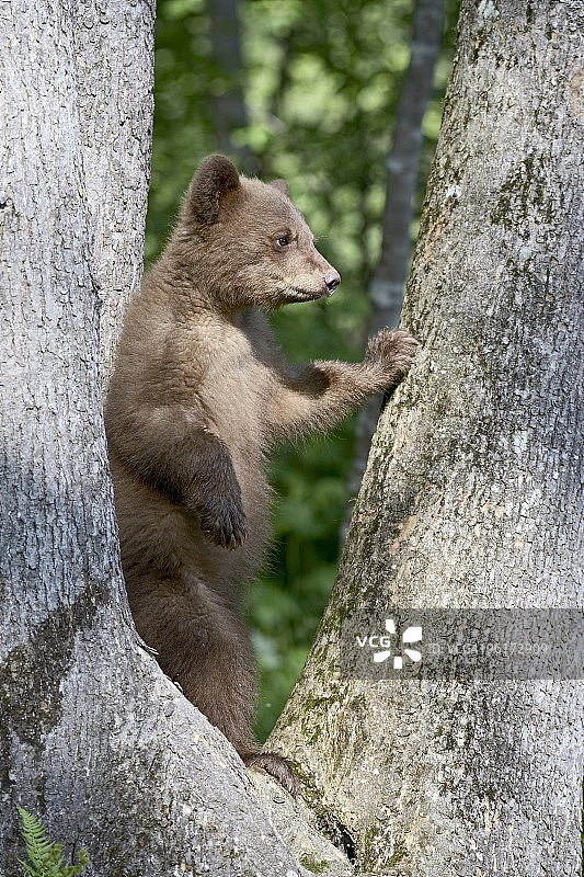 北美，美国明尼苏达州，砂岩，圈养的黑熊(美洲熊)春天的幼崽图片素材