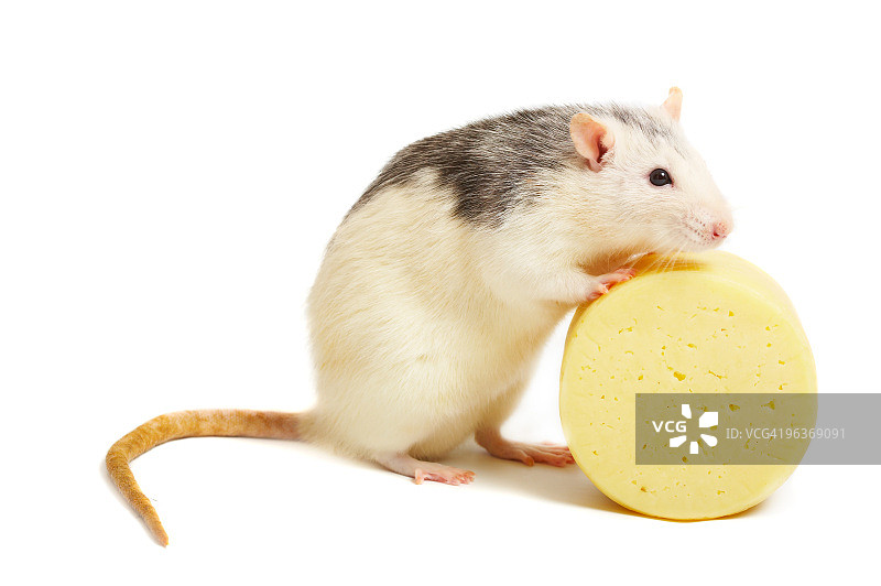 鼠标和奶酪图片素材