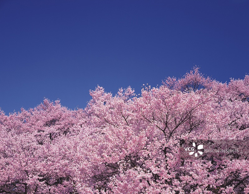 在蔚蓝天空的映衬下，盛开的樱桃树图片素材