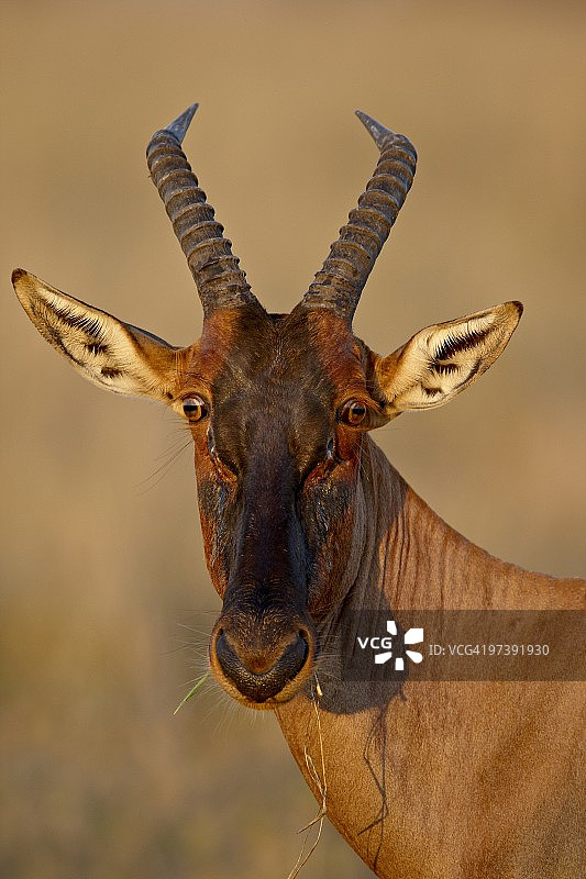 Topi (tesssebe) (Damaliscus lunatus)，马赛马拉国家保护区，肯尼亚，东非，非洲图片素材