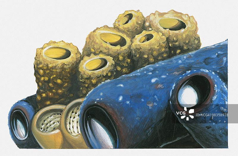 黄蓝管珊瑚插图(管珊瑚)图片素材