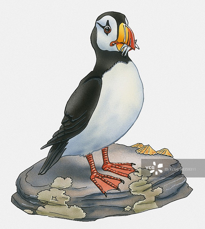 大西洋海雀站在岩石上的插图图片素材