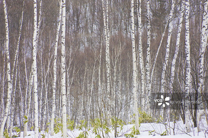 日本长野县Norikura高原冬天的白桦林图片素材