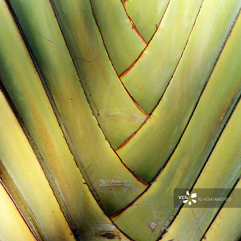 棕榈树的抽象细节图片素材