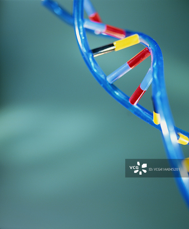 DNA双螺旋模型图片素材