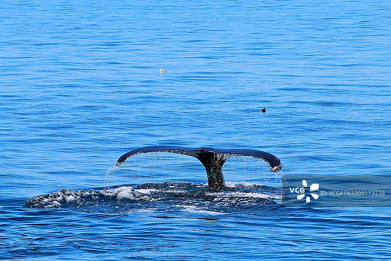 鳕鱼角海岸附近的鲸鱼尾巴图片素材