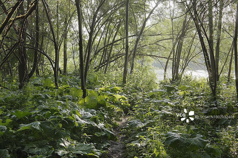 冲积森林，柳树和butterbur, Isar湿地，Geretsried，德国巴伐利亚州图片素材